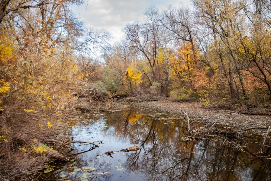 Як виглядають Дніпровські плавні під Запоріжжям восени - фото