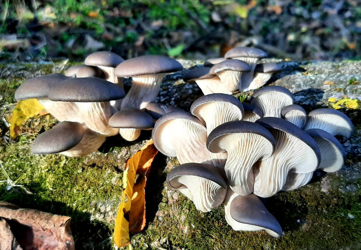 Запорізький біолог знайшов у плавневому лісі їстівні гриби - фото