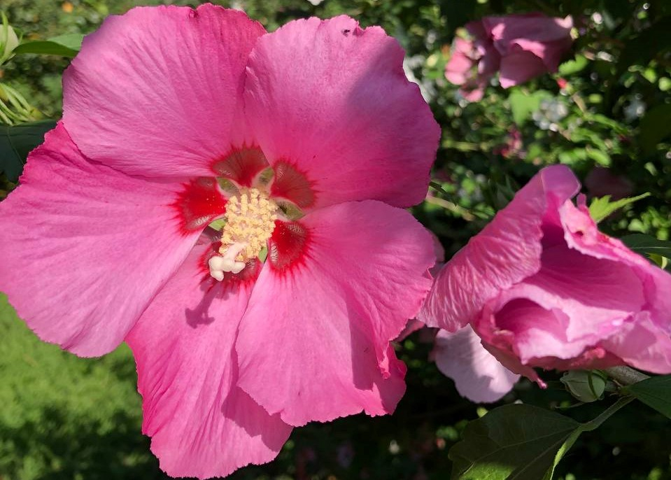 У Запоріжжі красиво квітне китайська троянда: фоторепортаж із забороненого для відвідування місця