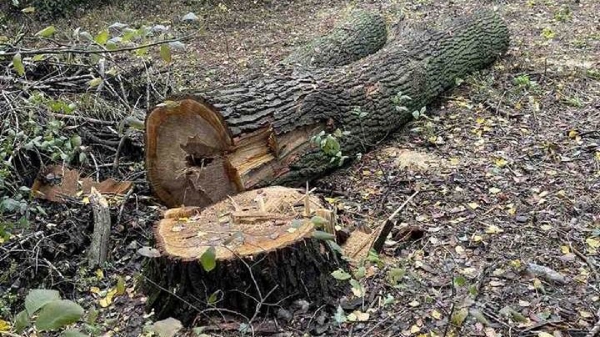 "Врятували" від насаджень - на одній з вулиць Запоріжжя зрубали дерева