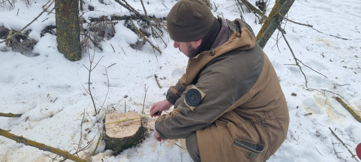 Пиляли дерева без дозволу: інспекція виявила порушення у Запорізькому районі (фото)