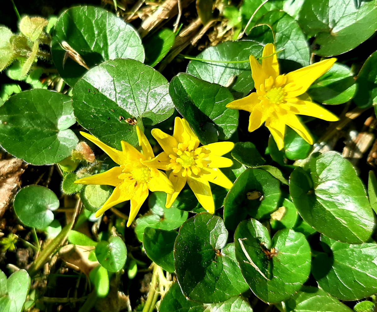 Життя перемагає: червонокнижні птахи не покинули Хортицю та звили нове гніздо (фото)