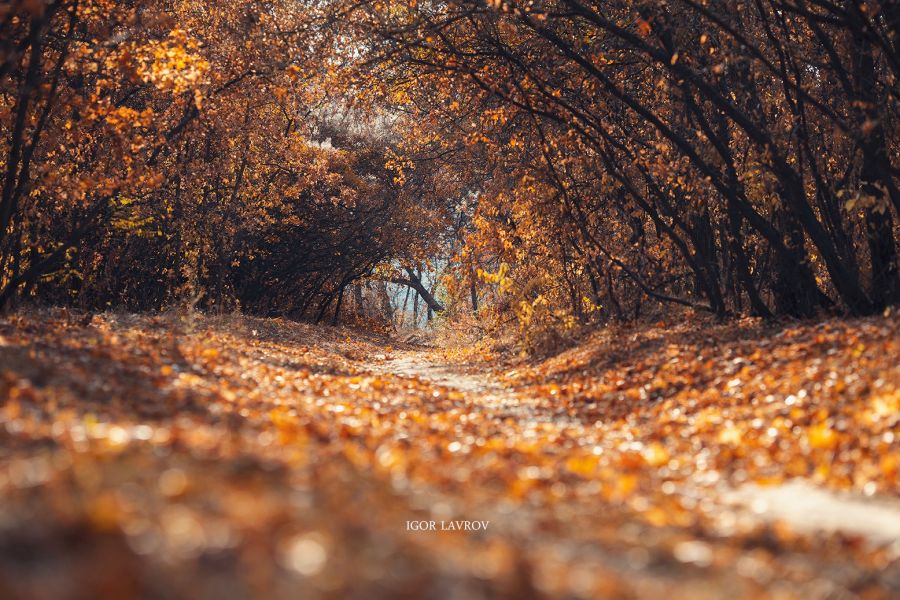 Запорізький фотохудожник показав вічну красу Хортиці восени