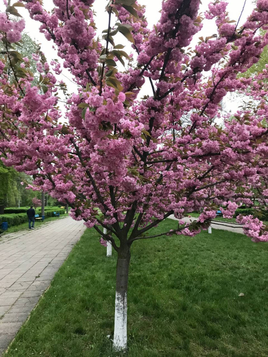 Алея головного парку Запоріжжя стала рожевою