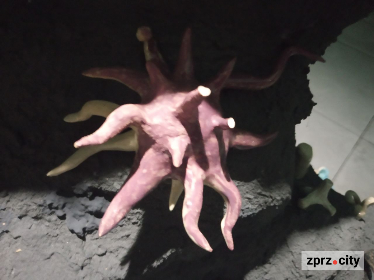 Запорізький центр сучасного мистецтва пропонує зануритись у чужі спогади (фото)