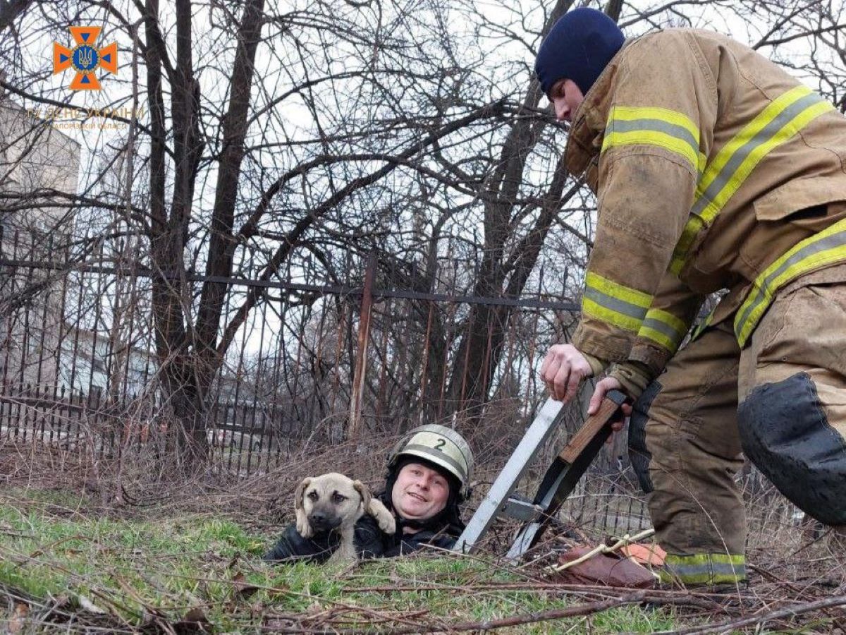 У Запоріжжі врятували собаку, який потрапив у п'ятиметрову пастку - подробиці