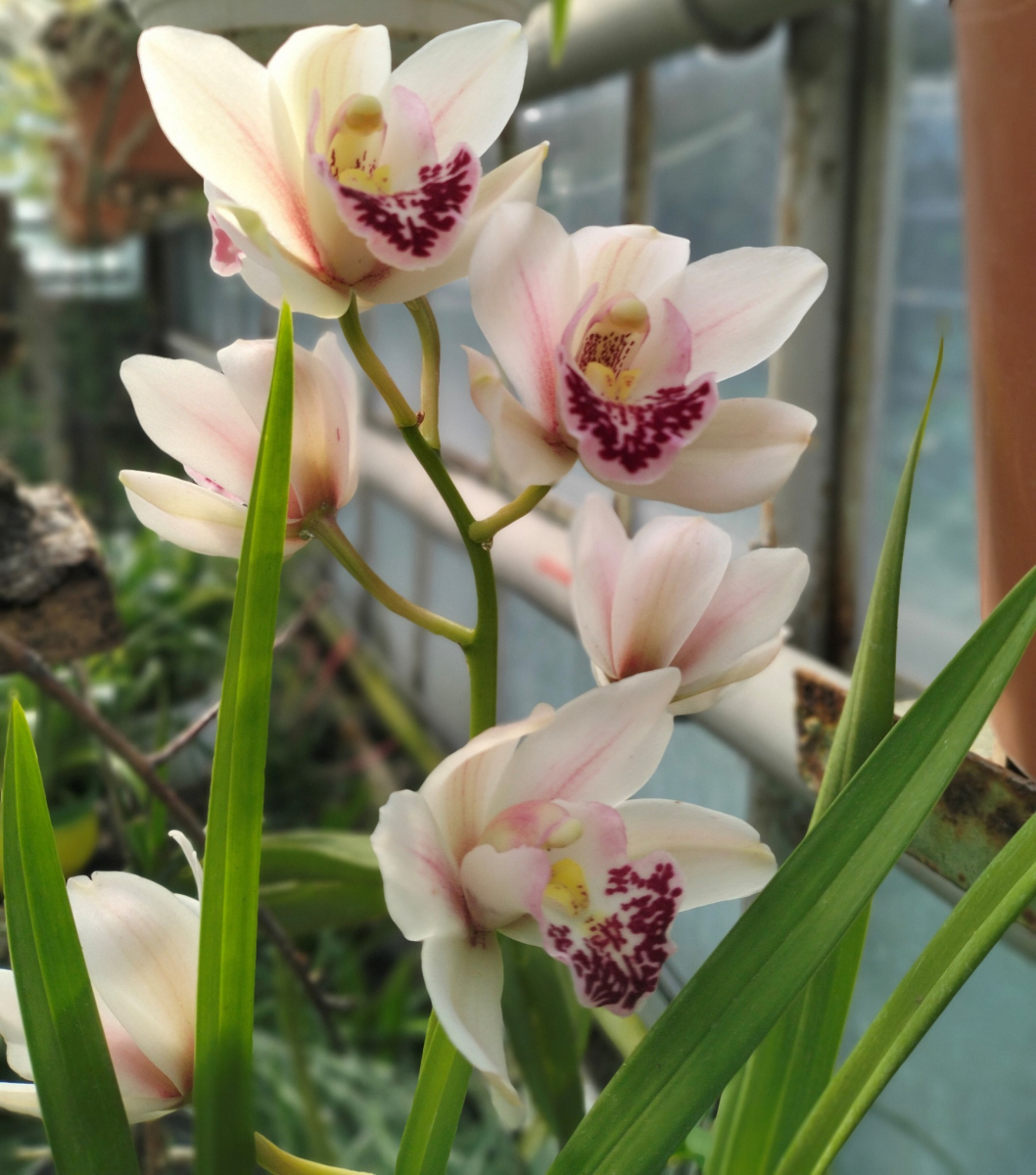 Вражають неповторністю та красою - у запорізькому ботанічному саду розцвіли орхідеї (фото)