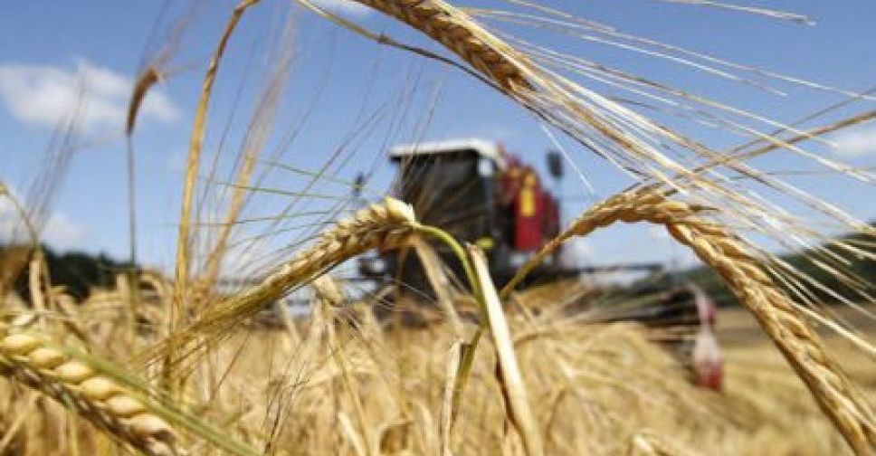 У Запорізький області окупанти зазіхнули на цьогорічний урожай озимих