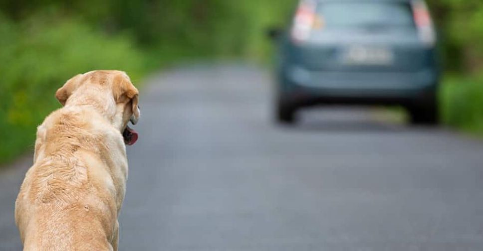 У Запоріжжі водій іномарки збив собаку і залишив її помирати