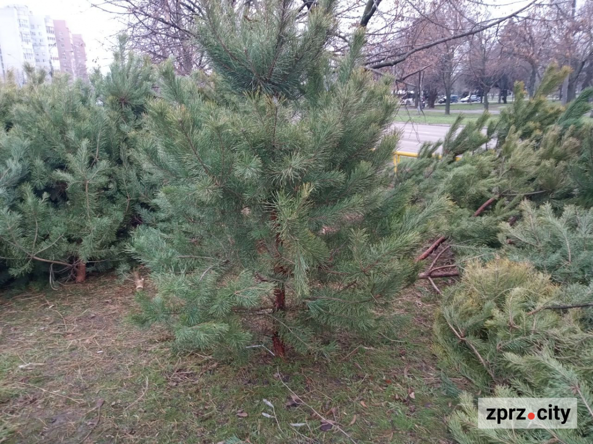 В традиційному місці наймолодшого району Запоріжжя запрацював ялинковий базар - фото