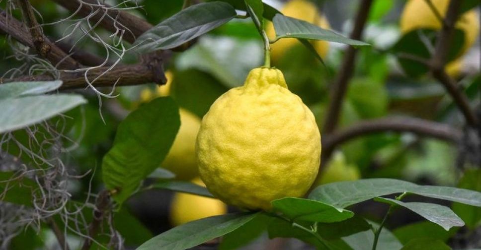 У  Запорізькому  ботсаду достигають величезні  лимони