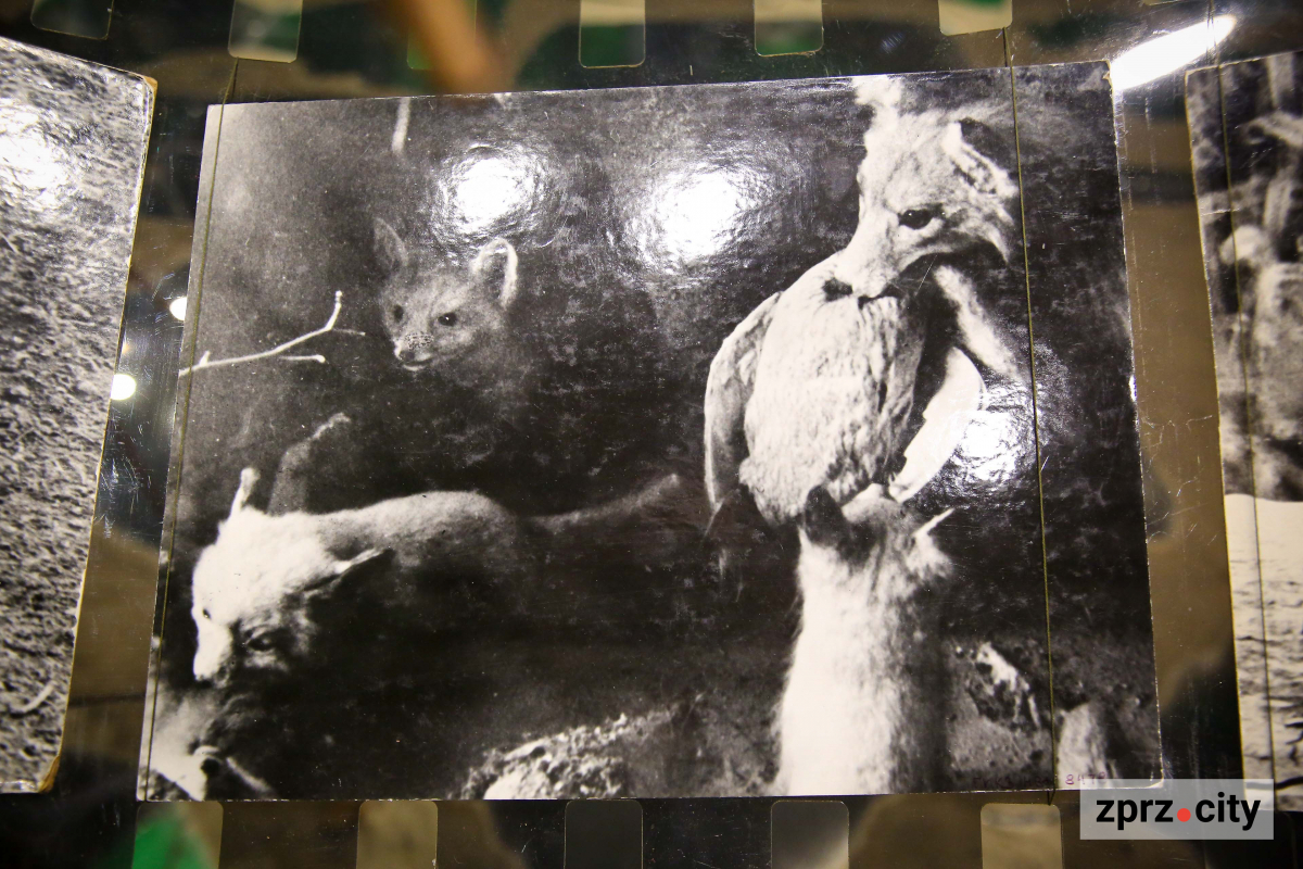 У Запоріжжі оригінально показали, як виглядали тварини та рослини Хортиці у минулому столітті: фото