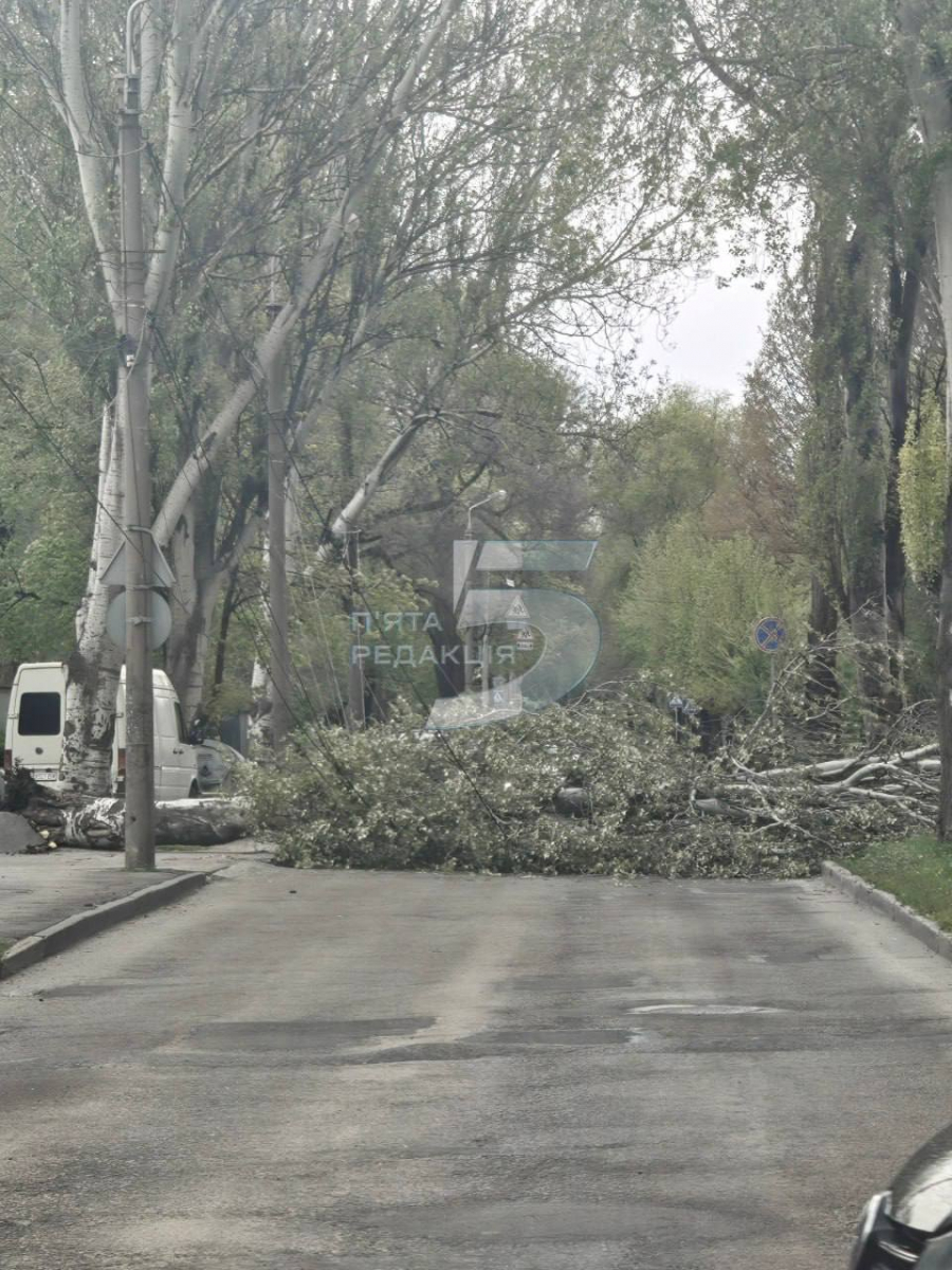 Негода у Запоріжжі повалила дерева: рух дорогами ускладнений (фото, відео)