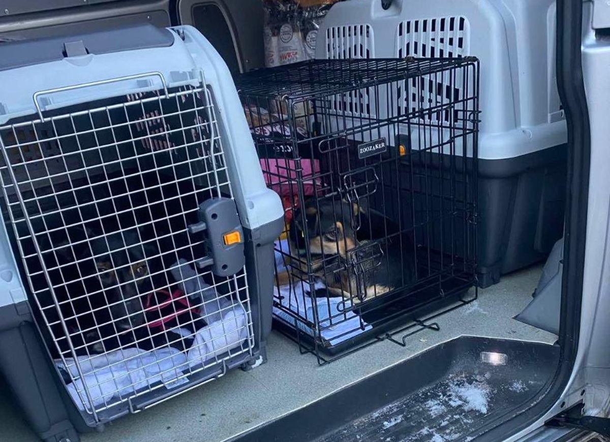 Під загрозою FPV-дронів: з Комишувахи врятували понад 100 тварин (відео)