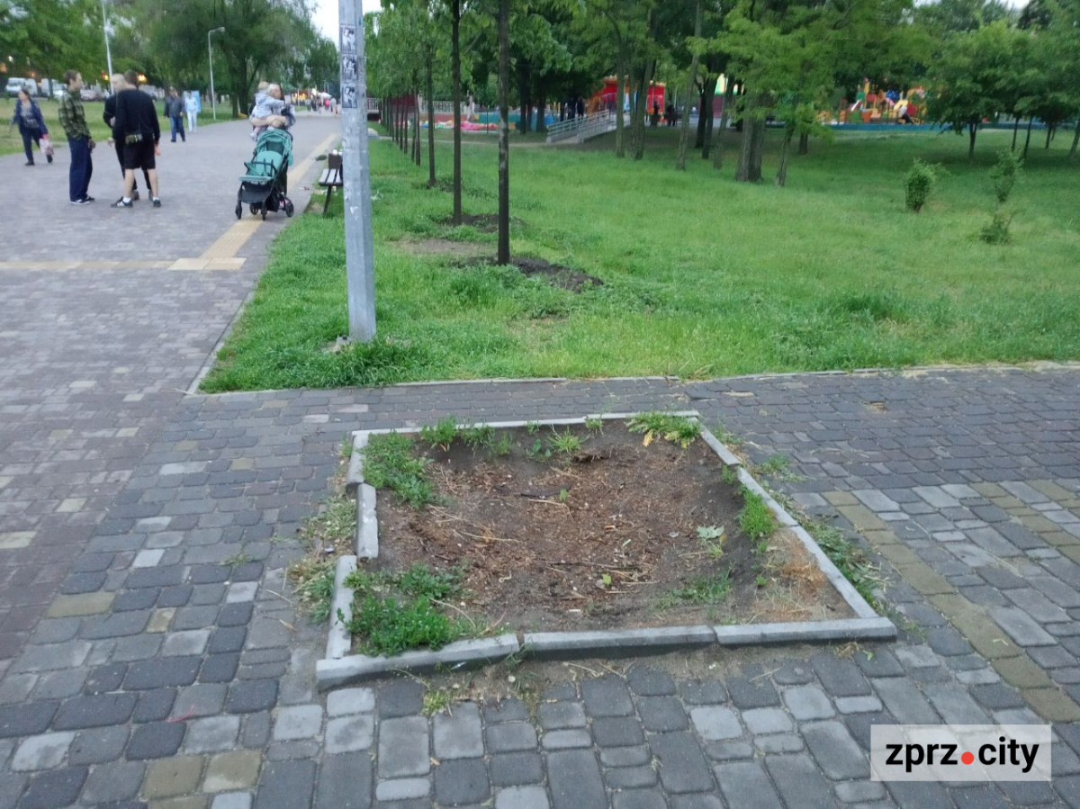 У запорізькому парку з'явилась черепаха з різнокольоровим панцирем - фото