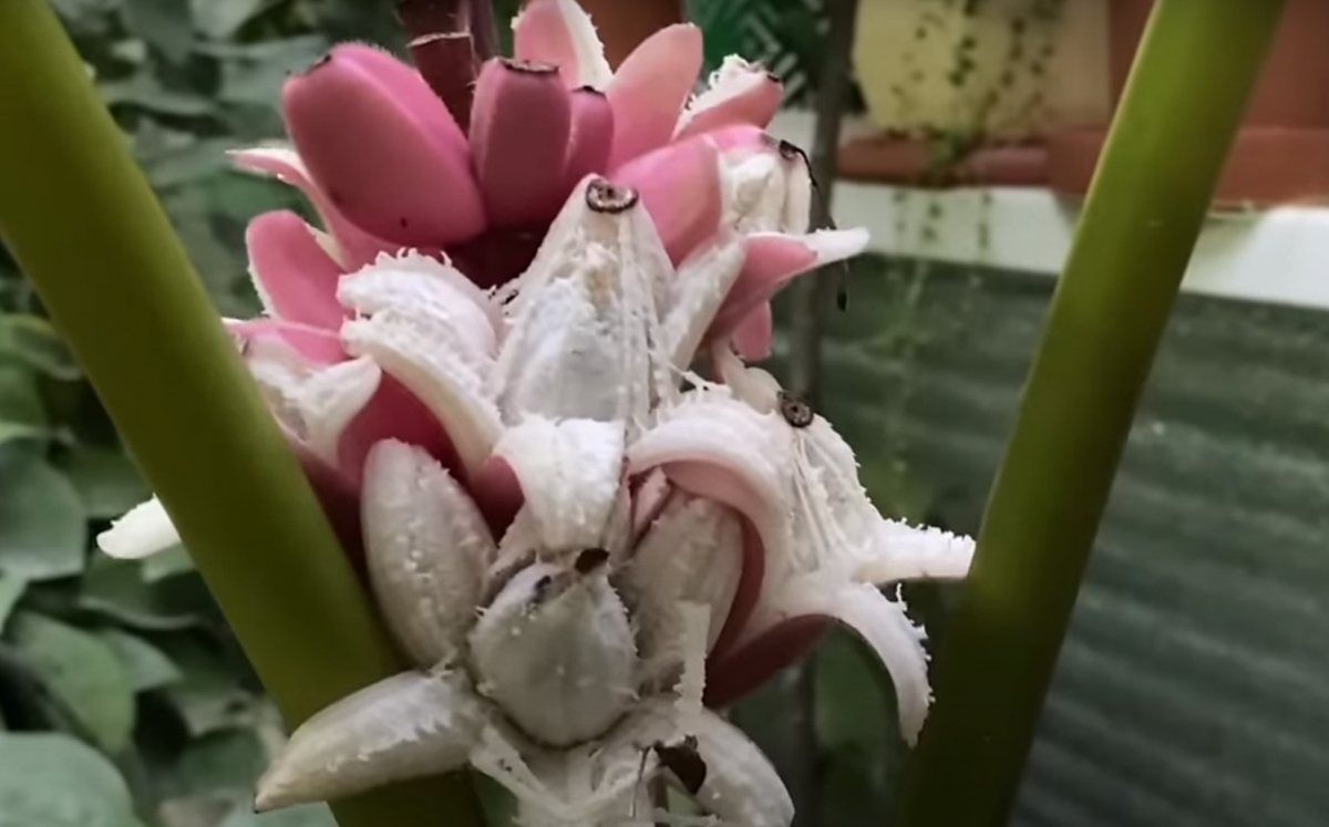 Вдома у мешканки Запоріжжя розквітнув рожевий банан - фото, відео