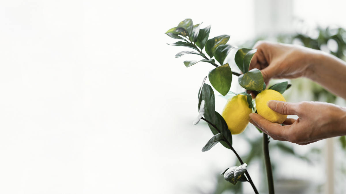 Цитрусова магія на підвіконні: вирощуємо свіжі лимони у власній квартирі