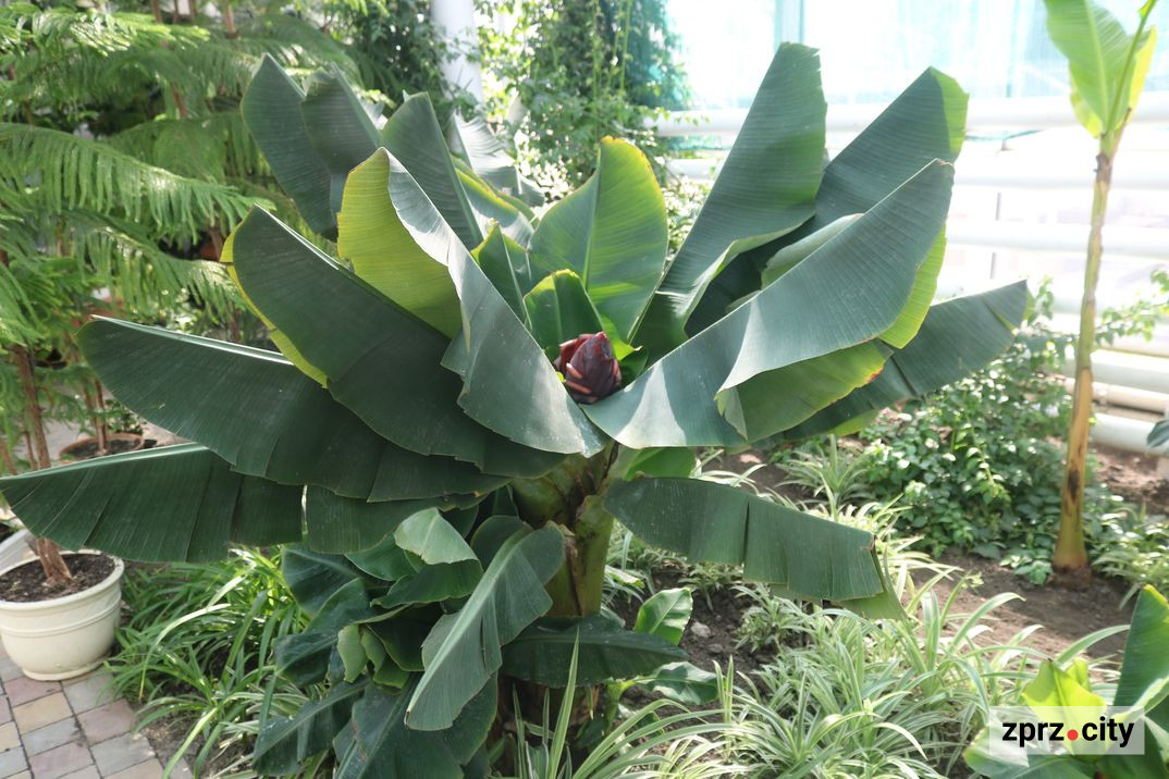 У Запорізькому ботанічному саду цвіте банан - фото