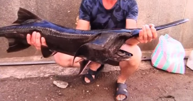 Запорізькі рибалки спіймали у Дніпрі унікальну рибу: як вона там опинилася – фото, відео