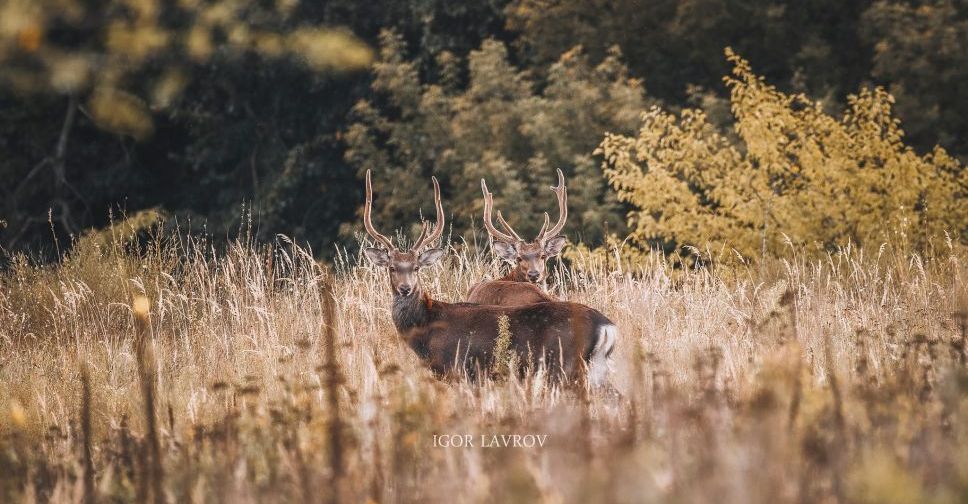 Відомий запорізький фотограф зустрів оленів на заповідній Хортиці - фото