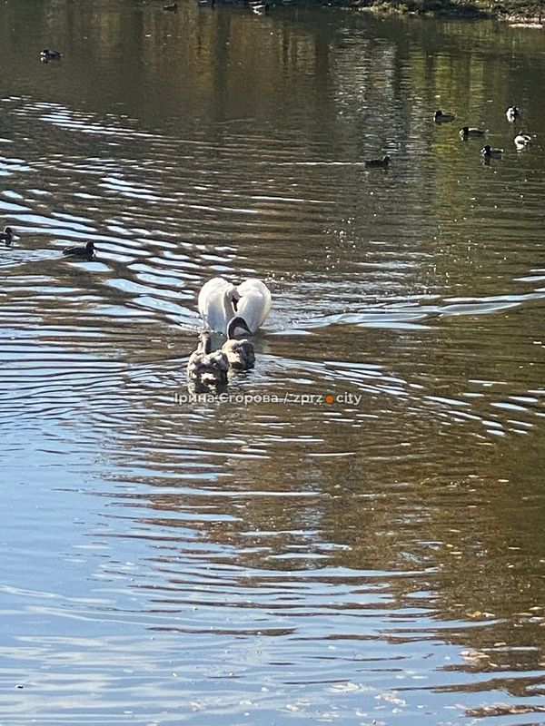 Лебеді оселилися у Дубовому гаю – у Запоріжжі у водойму випустили двох нових пернатих мешканців (фото, відео)