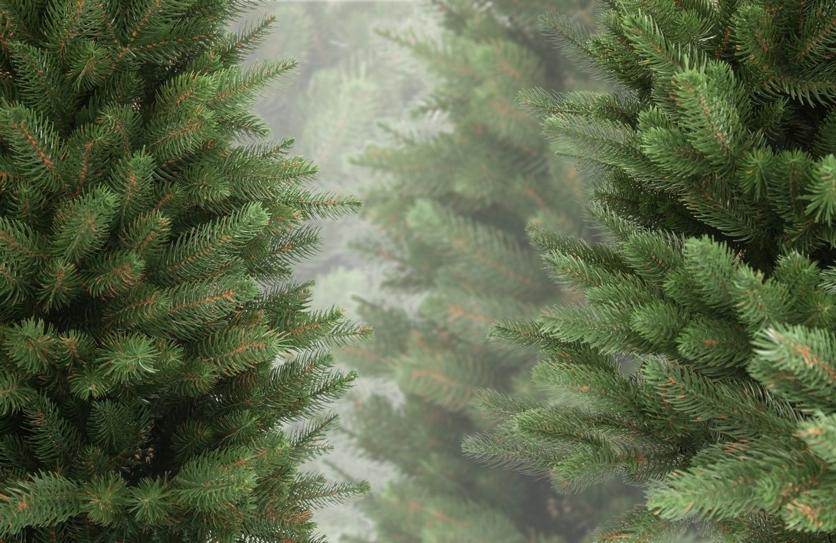 Операція "Новорічна ялинка" - у Запоріжжі почалися перевірки святкових дерев