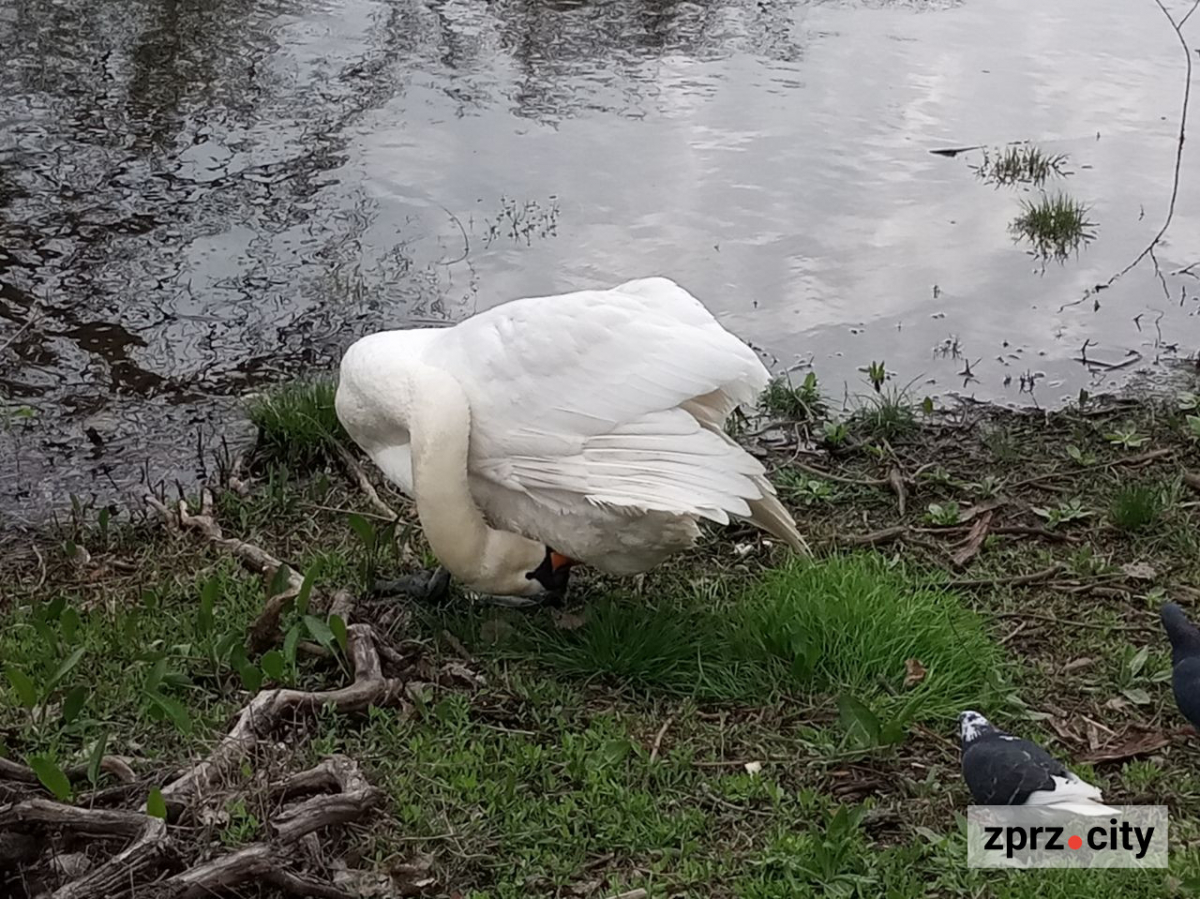 Сезон магнолій і лебеді: у вихідні в запорізькому парку був аншлаг - фото