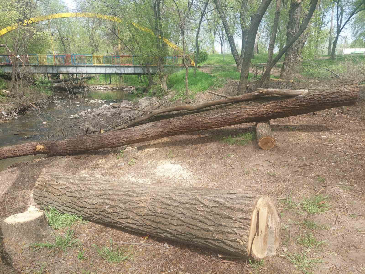 Прибрали аварійні дерева – у Запоріжжі привели до ладу берег Сухої Московки (фото)
