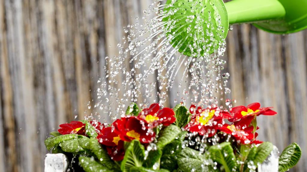 Щоб пишно цвіли і не хворіли: яку воду використовувати для поливу квітів