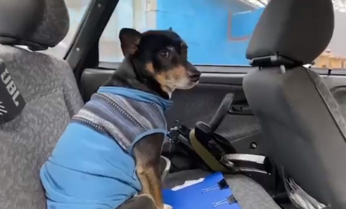 Щасливий фінал - собака, якого викинули з машини у Запоріжжі, знайшов свого господаря (відео)