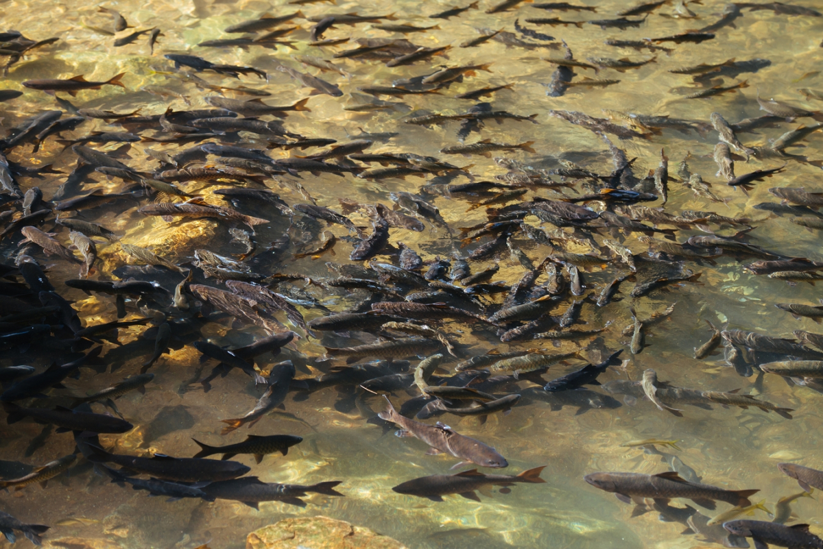 У затоці поблизу Запоріжжя виявили велику кількість хворої риби - подробиці