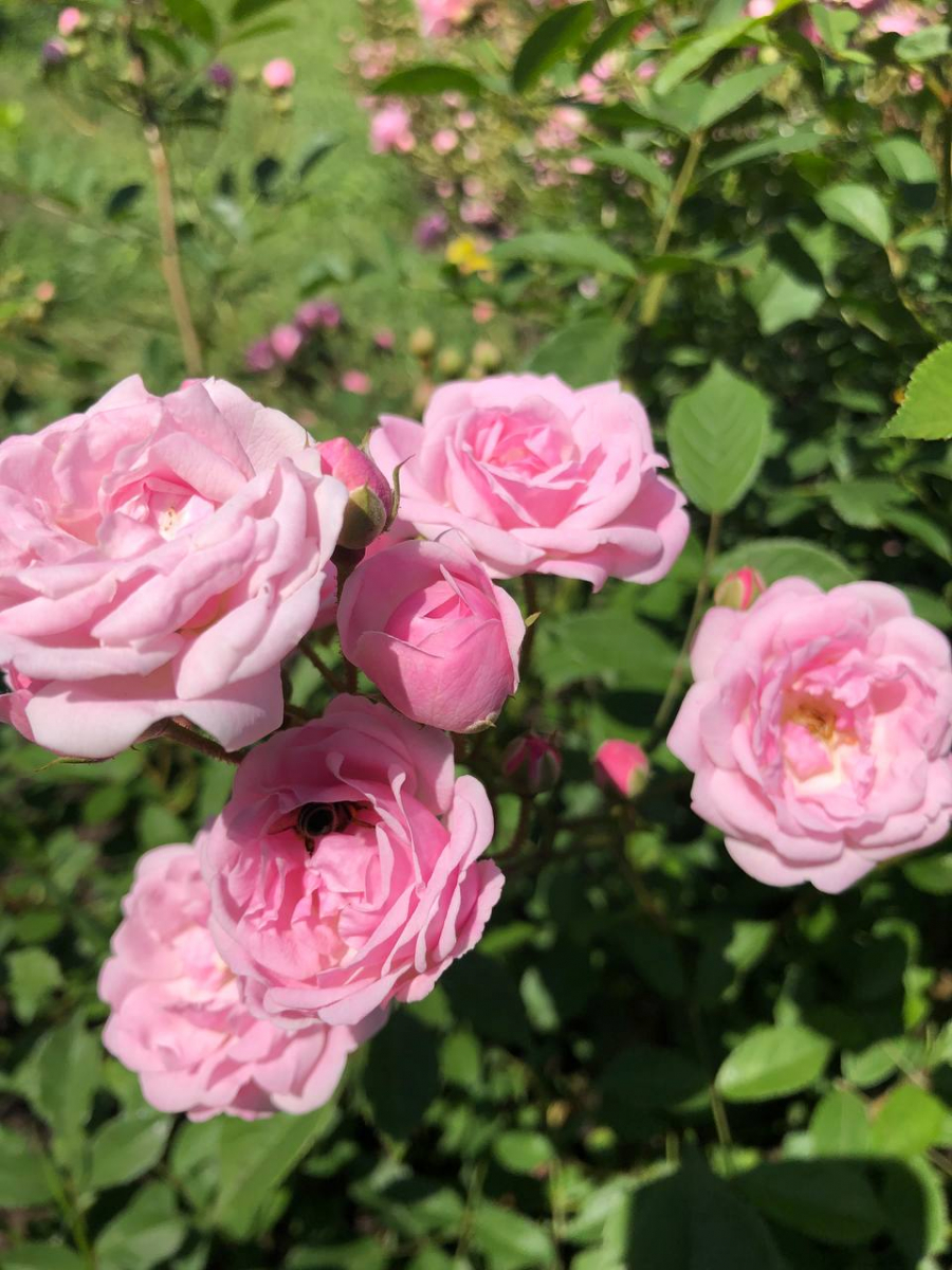 У запорізькому ботанічному саду розпочався сезон троянд - фото