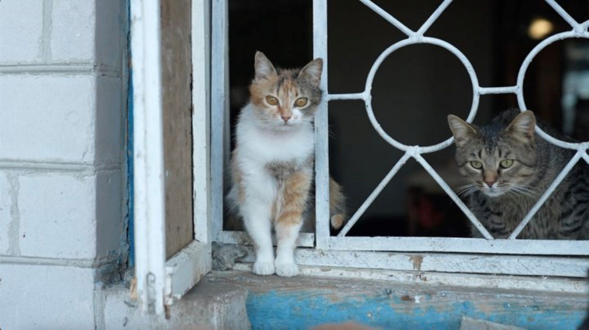 Коти родини актора Євгена Козьмика, фото "Суспільне. Черкаси"