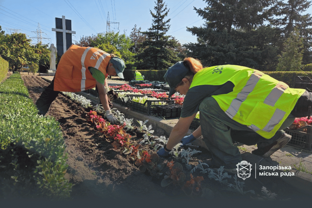 Понад 3 тисячі квітів до Дня Незалежності - у Запоріжжі створюють ландшафтні композиції