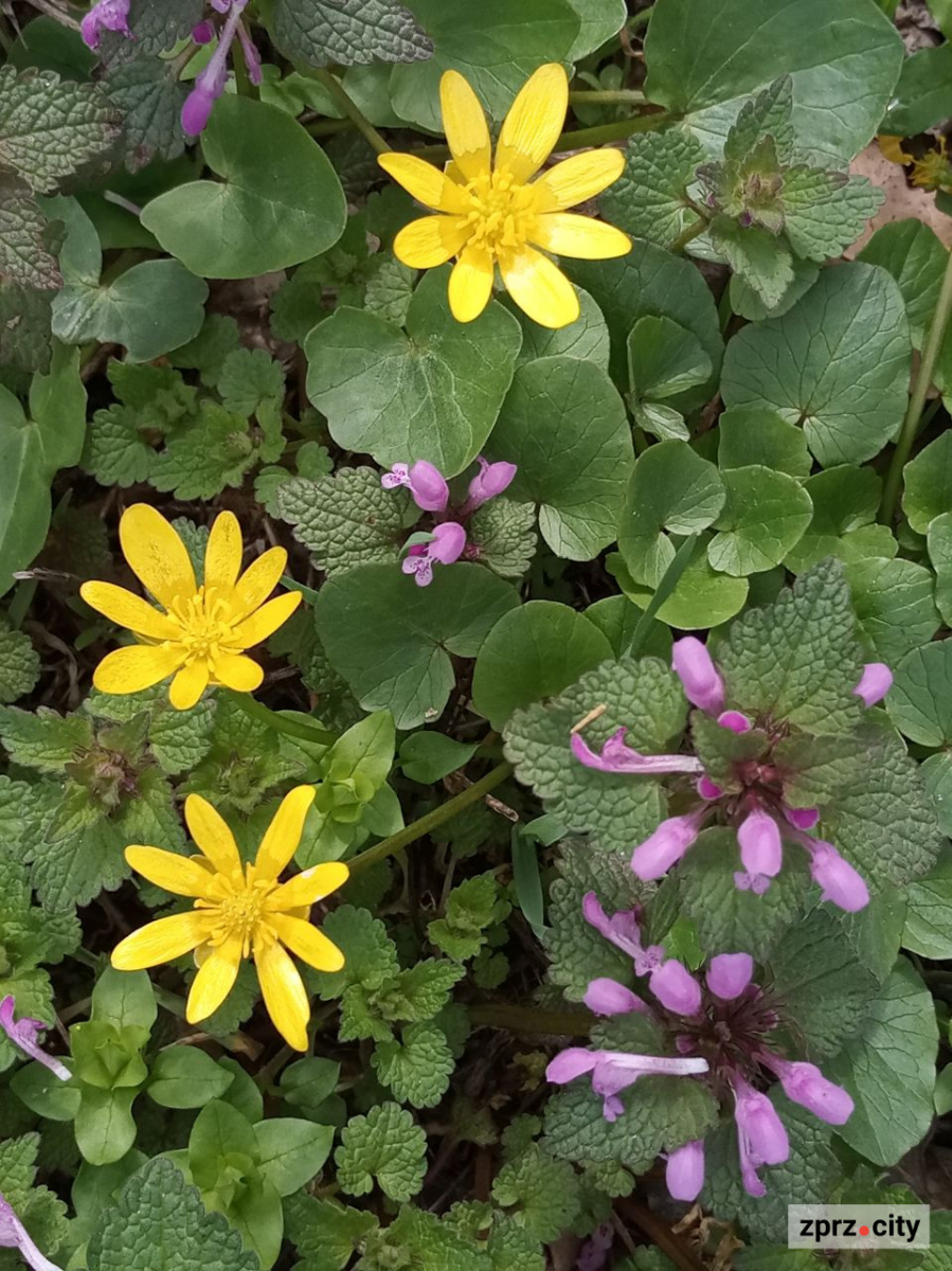 Води стало більше: як виглядає узбережжя Хортиці на початку квітня