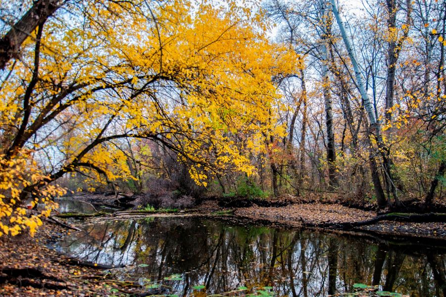 Як виглядають Дніпровські плавні під Запоріжжям восени - фото