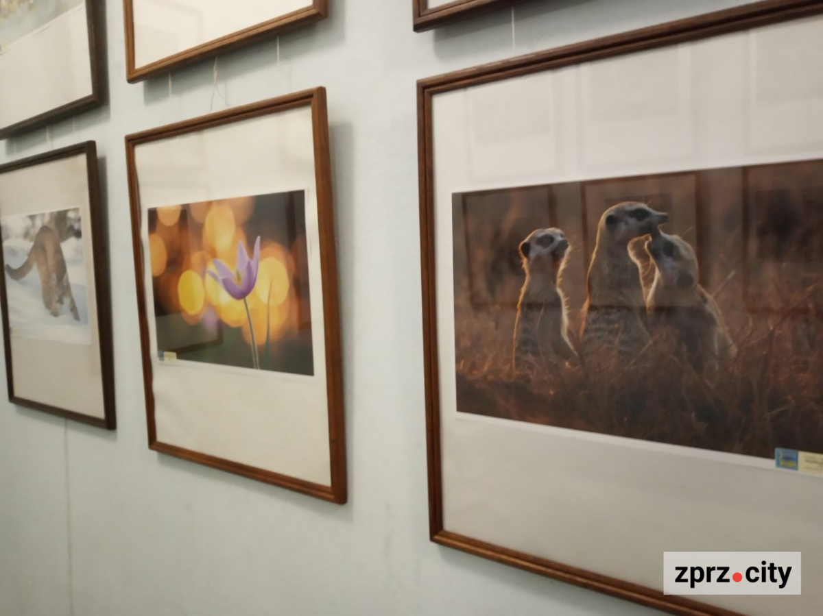 У Запоріжжі відкрили виставку найкращих фотографій з різних країн одного з міжнародних конкурсів - вхід безкоштовний