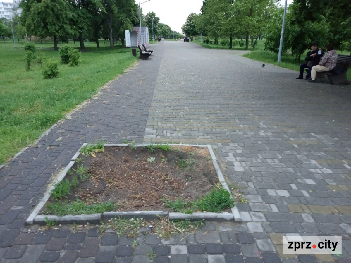 У запорізькому парку з'явилась черепаха з різнокольоровим панцирем - фото
