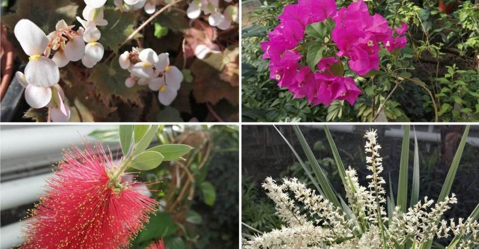 У запорізькому ботанічному саду показали, які квіти зараз цвітуть