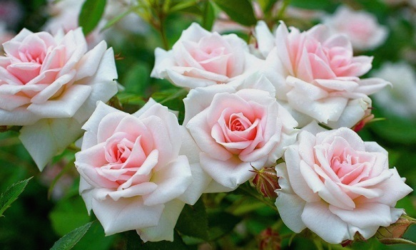 Для пишного цвітіння: як та чим підгодовувати троянди