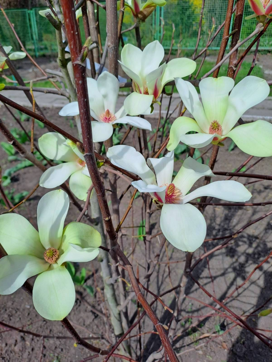 Чарівна весна – запорізький ботанічний сад заграв яскравими барвами