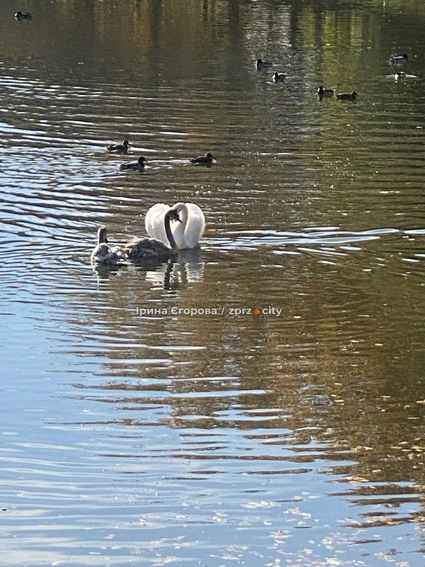 Лебеді оселилися у Дубовому гаю – у Запоріжжі у водойму випустили двох нових пернатих мешканців (фото, відео)