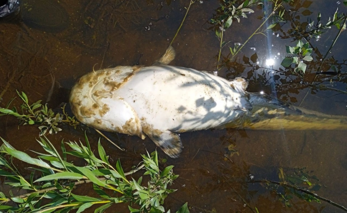 У річці Дніпро в Запоріжжі зафіксували загибель риби - в чому причина