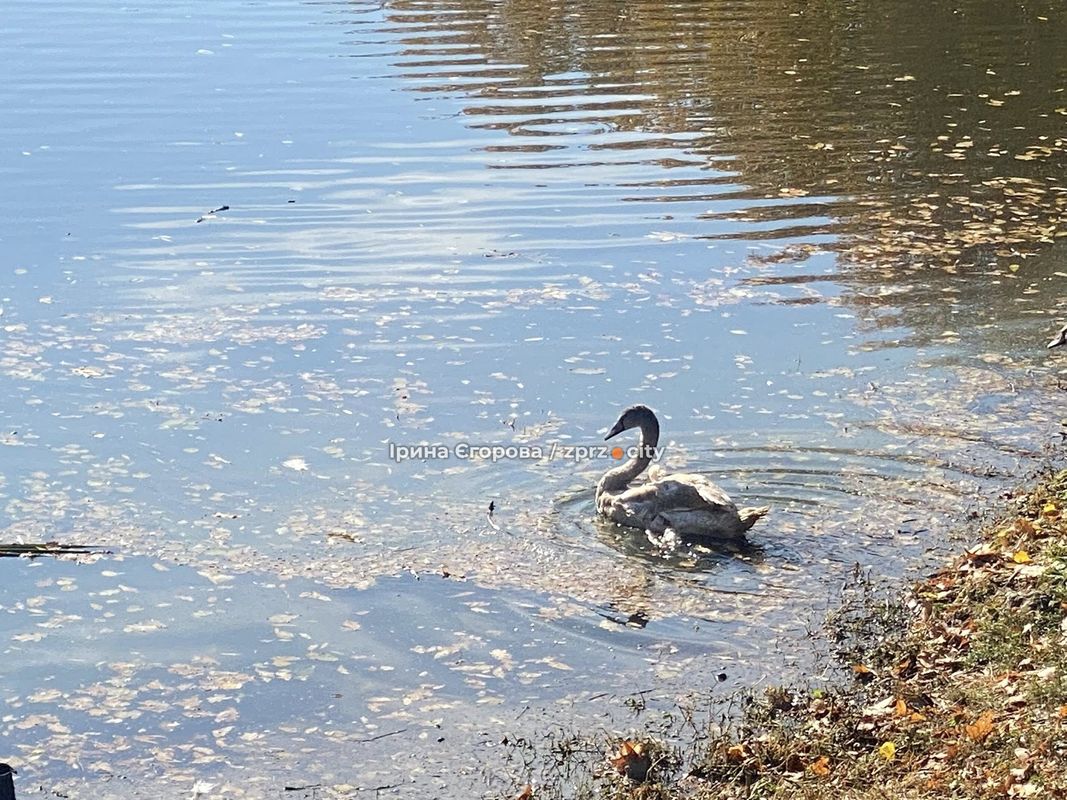Лебеді оселилися у Дубовому гаю – у Запоріжжі у водойму випустили двох нових пернатих мешканців (фото, відео)
