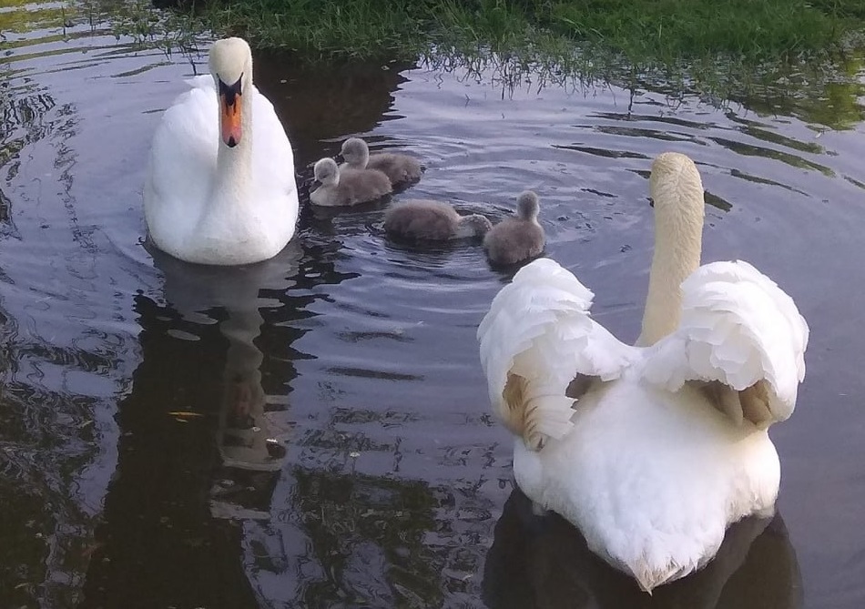 У лебедів в запорізькому центральному парку народилися пташенята - фото, відео