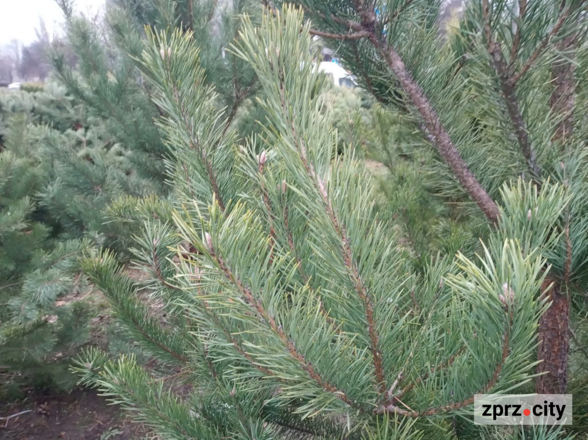 В традиційному місці наймолодшого району Запоріжжя запрацював ялинковий базар - фото