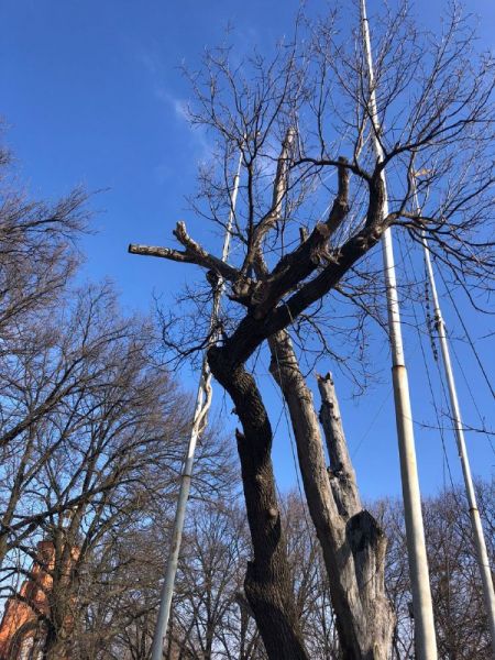 Рухнула центральна гілка Запорізького дуба, але легендарне дерево все ж таки встояло