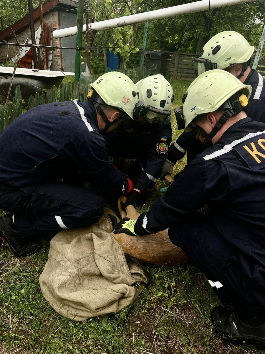 У Запоріжжі врятували козулю, що забігла до приватного сектору (фото)