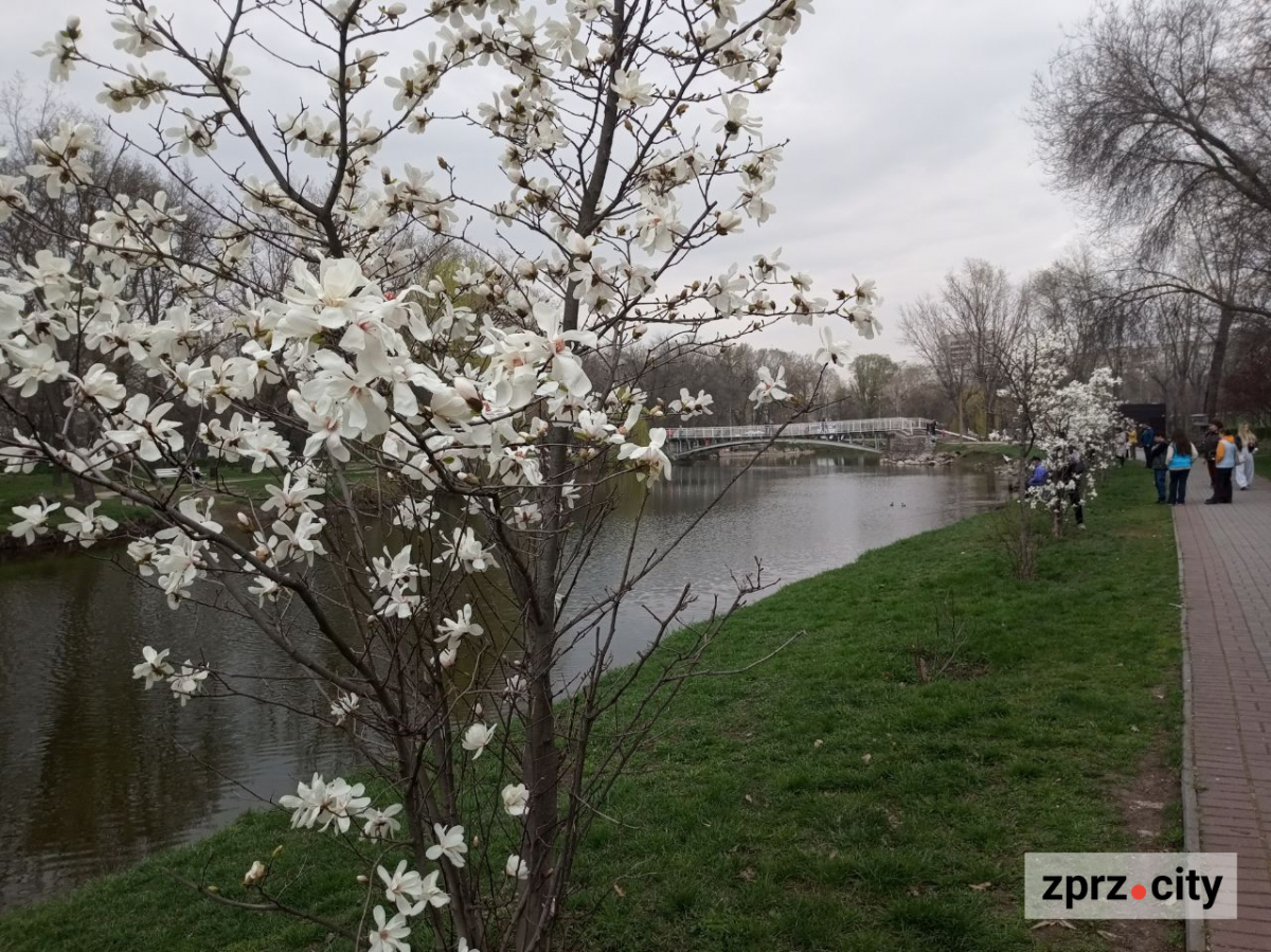 Сезон магнолій і лебеді: у вихідні в запорізькому парку був аншлаг - фото