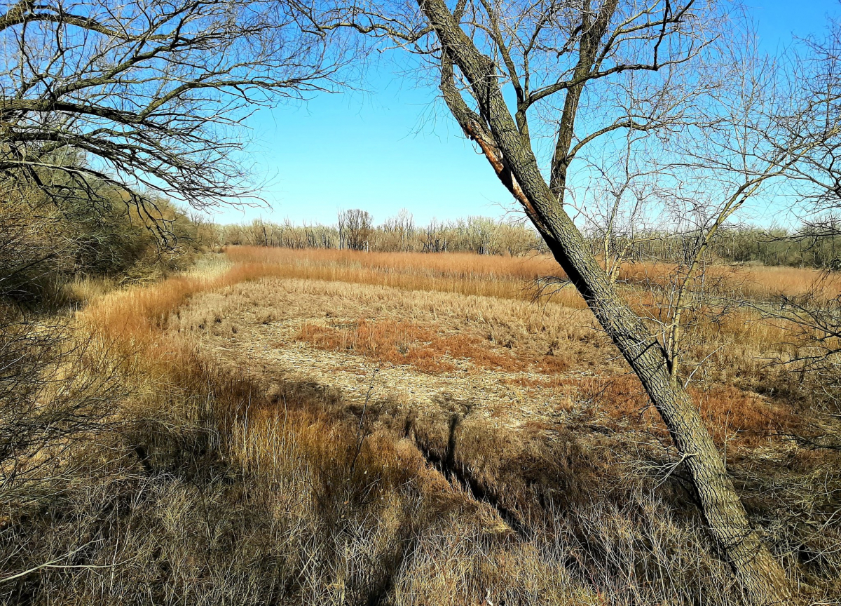 Життя перемагає: червонокнижні птахи не покинули Хортицю та звили нове гніздо (фото)